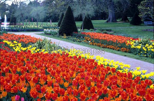 Tulipa 'Queen Wilhelmina'