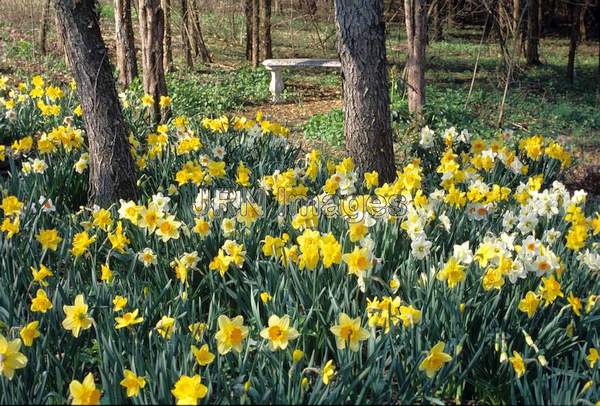 Narcissus naturalized