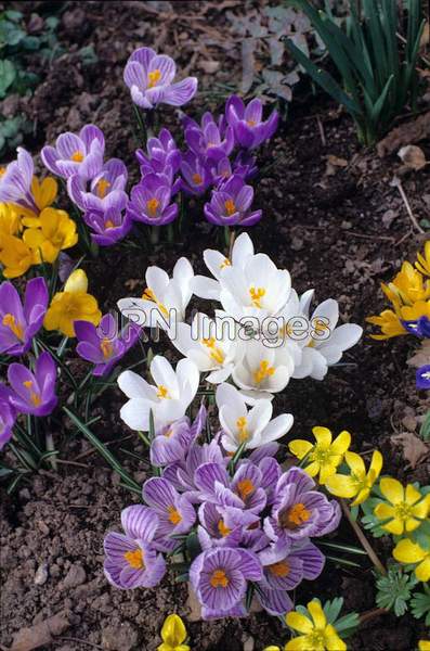 Crocus vernus