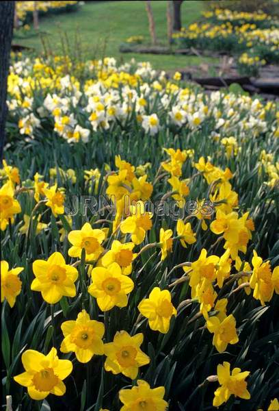 Narcissus 'Ceylon'