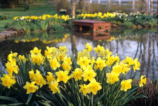 Narcissus naturalized