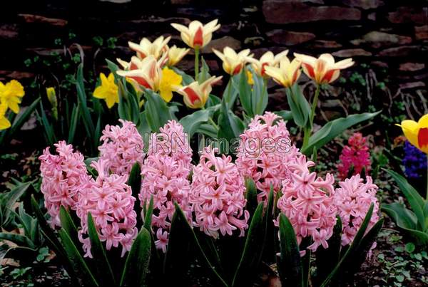 Hyacinthus orientalis 'Pink Pearl'