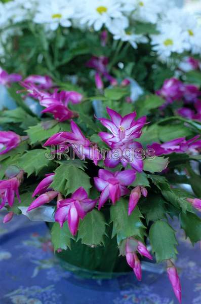 Schlumbergera bridgesii