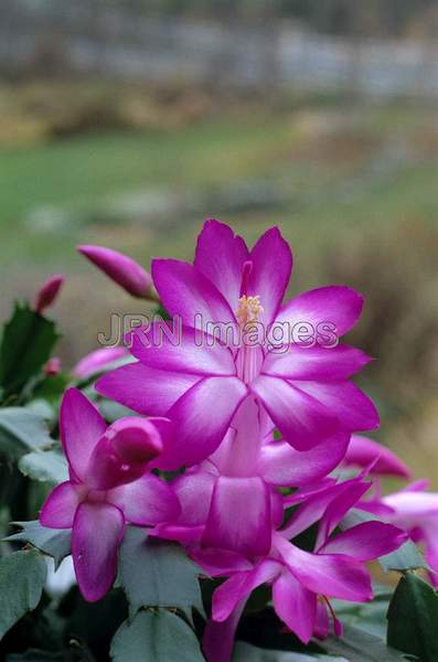 Schlumbergera bridgesii