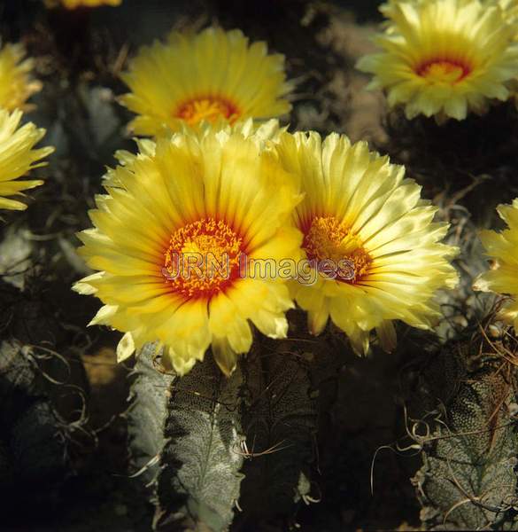 Astrophytum ornatum