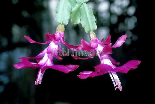 Schlumbergera bridgesii