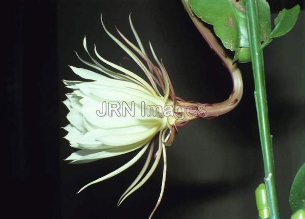 Hylocereus undatus