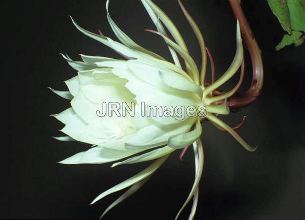 Hylocereus undatus