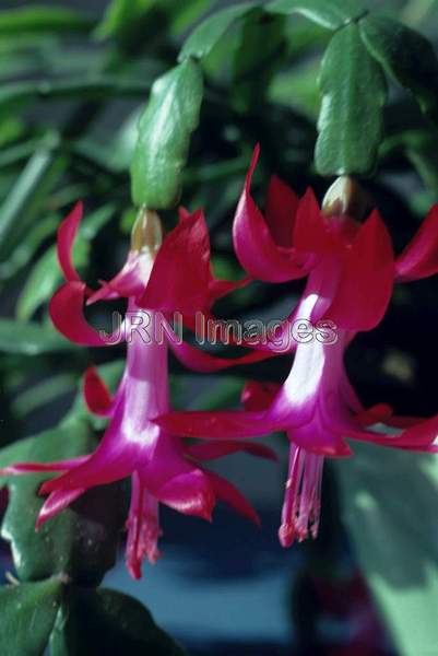 Schlumbergera bridgesii