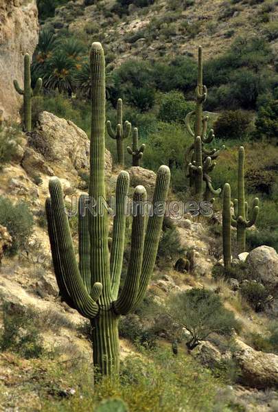 Carnegia gigantea