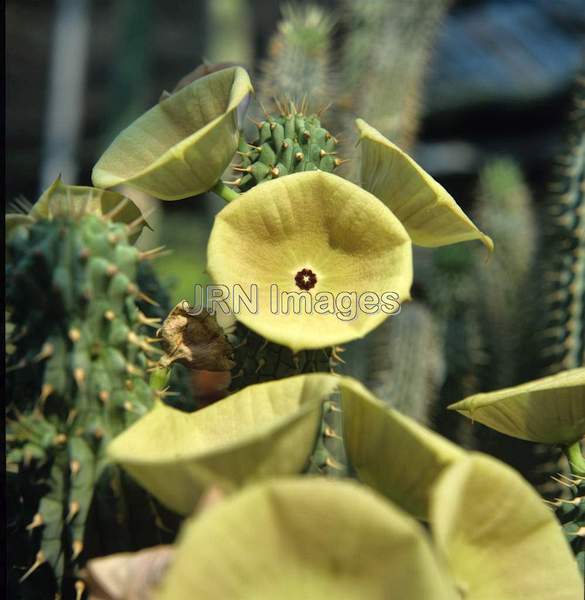 Hoodia bainesii