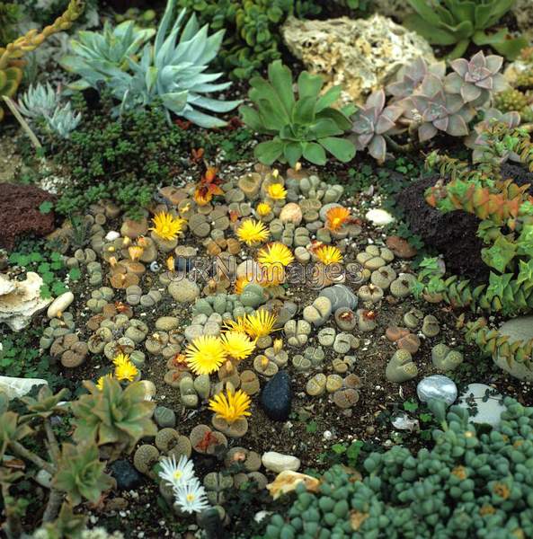 Lithops