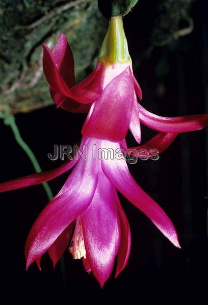 Schlumbergera bridgesii