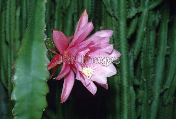 Epiphyllum 'Darlene'