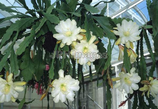 Epiphyllum 'Dolly Madison'