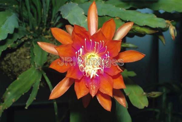 Epiphyllum hybrid 'Miss Muffet'