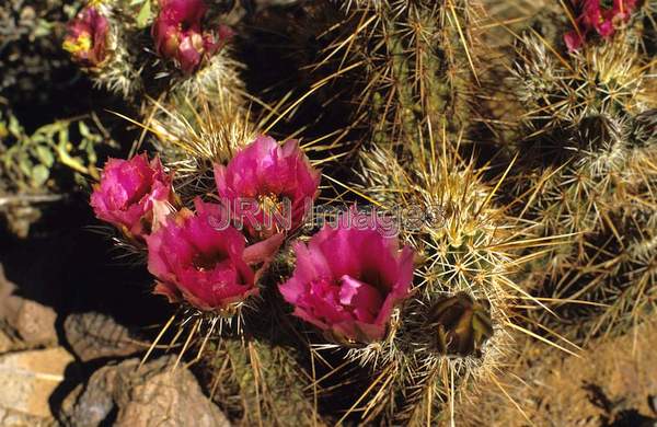 Echinocereus engelmannii