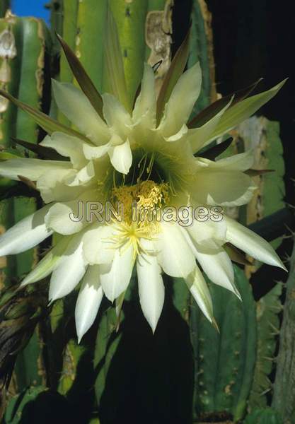 Heliocereus schrankii