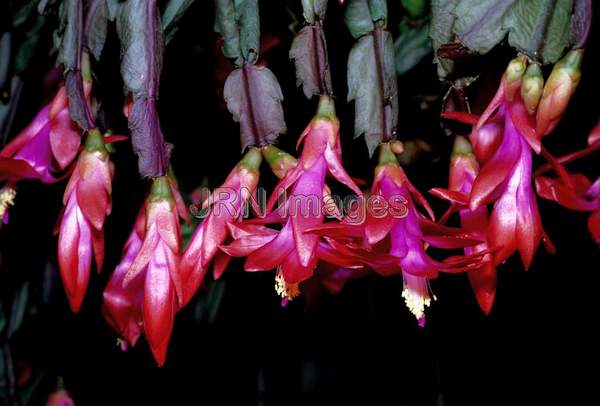 Schlumbergera bridgesii