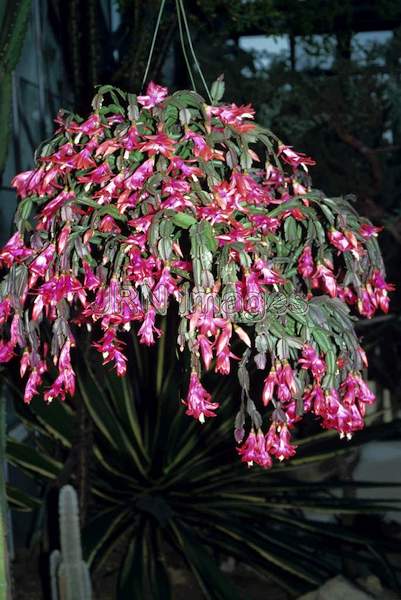 Schlumbergera bridgesii