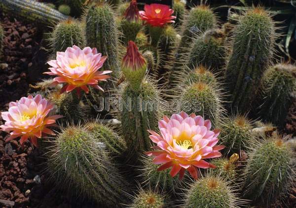 Echinopsis 'April Dawn'