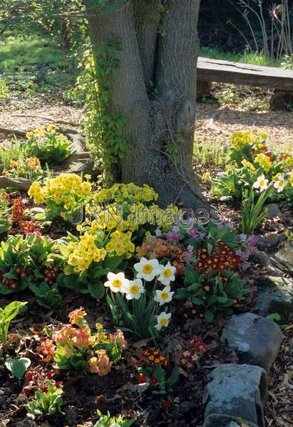 Primrose garden