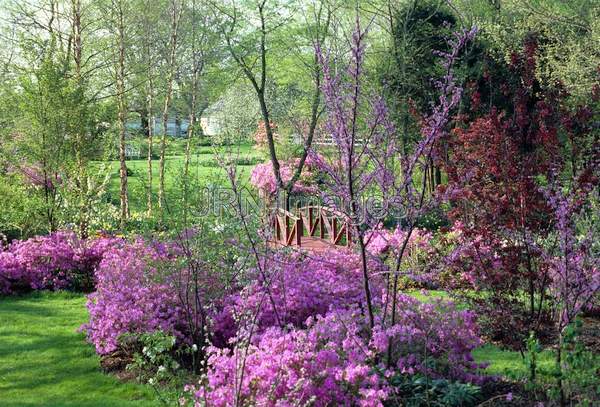 Azaleas