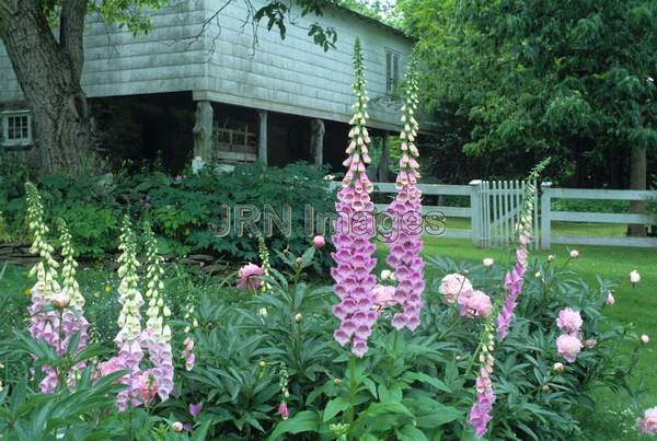 Digitalis purpurea