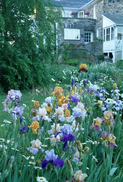 Iris x germanica mixed colors