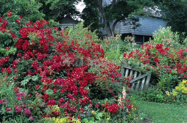 Rose garden