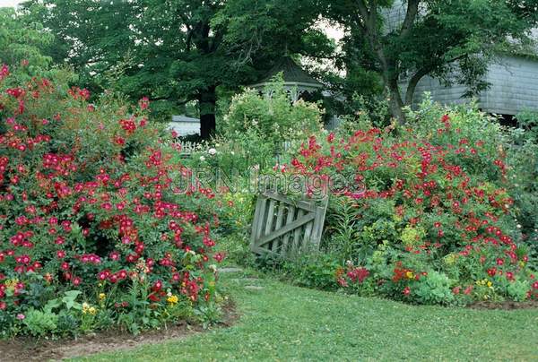 Rose, 'Meidiland Red'