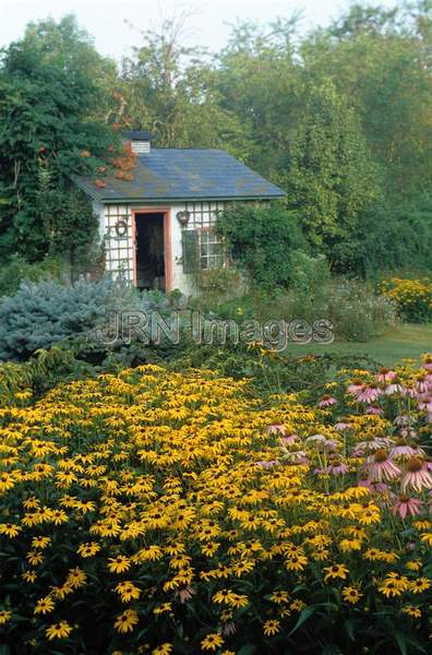 Rudbeckia hirta