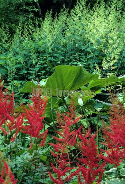 Astilbe 'Fanal'