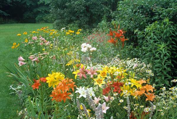 Asiatic lilies