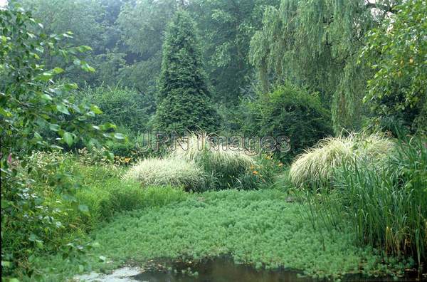 Myriophyllum aquaticum