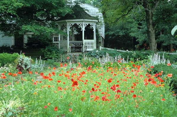 Poppies