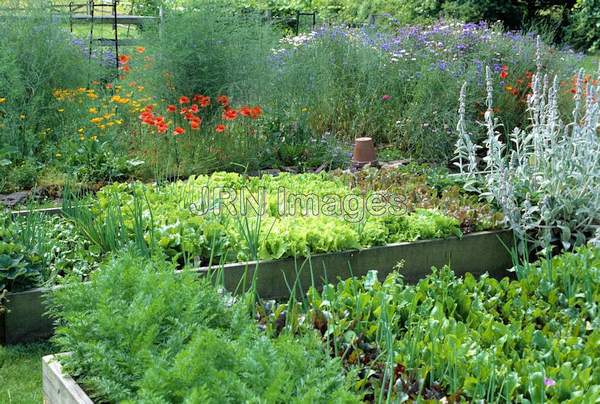 Vegetable garden