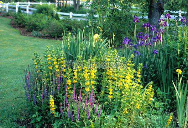 Lysimachia punctata