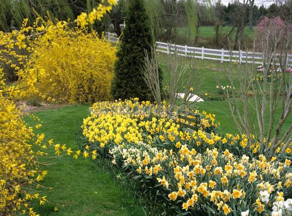 Daffodil meadow