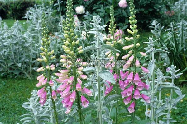 Digitalis purpurea