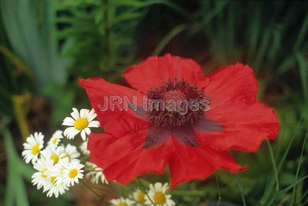 Papaver orientale