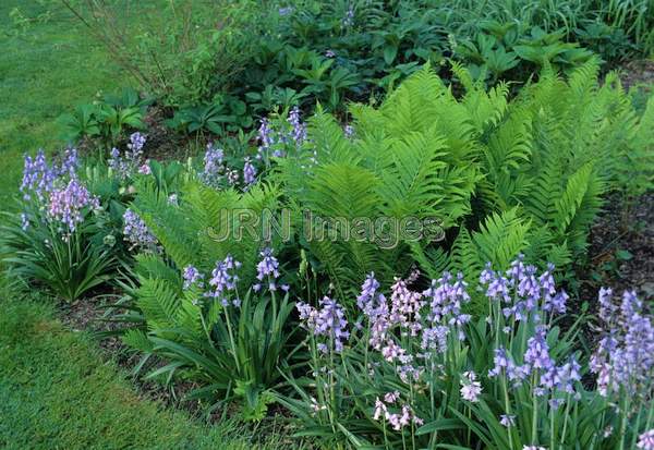 Ostrich fern