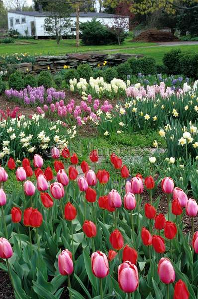 Tulip 'Colorblends'