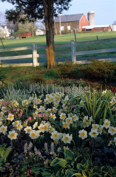 Narcissus 'Flower Record'