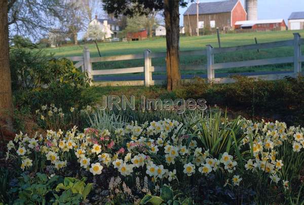 Narcissus 'Flower Record'