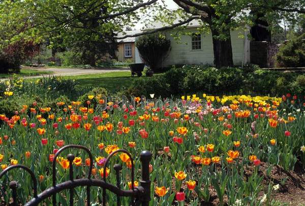 Tulip garden