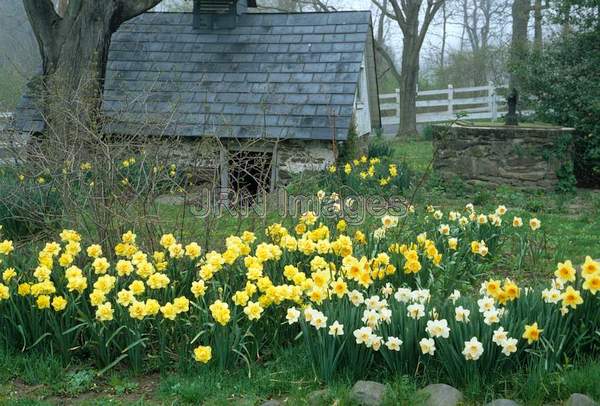 Daffodils