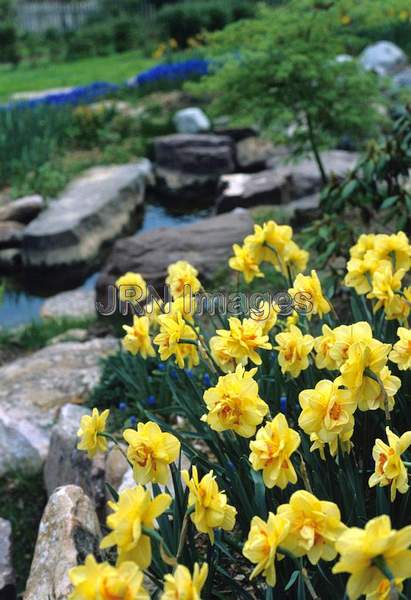 Narcissus 'Tahiti'