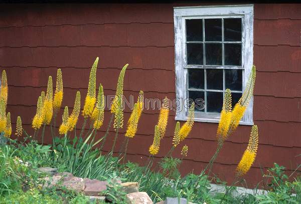 Eremurus hybrids