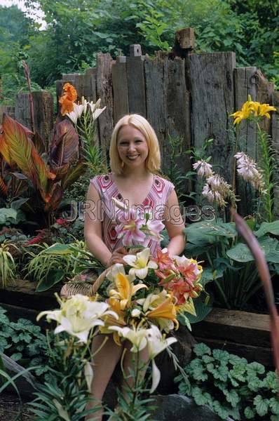 Lilium hybrids